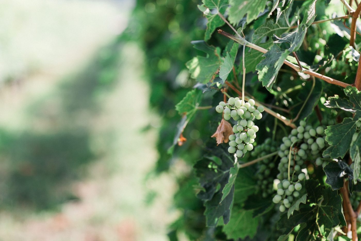 Weinreben am Gardasee beim Senti Vini Sommerfest 2017 nahe Verona